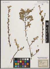 Foto von Salix aurita L.